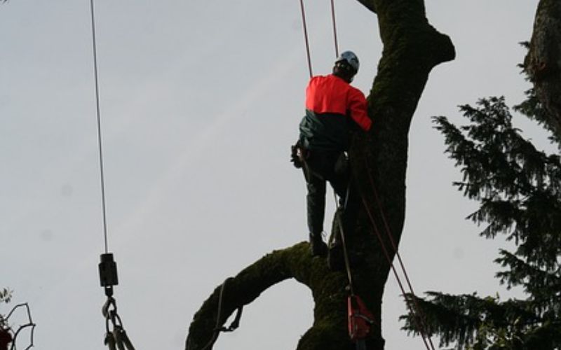 Arborist Tradfallning 9.jpg